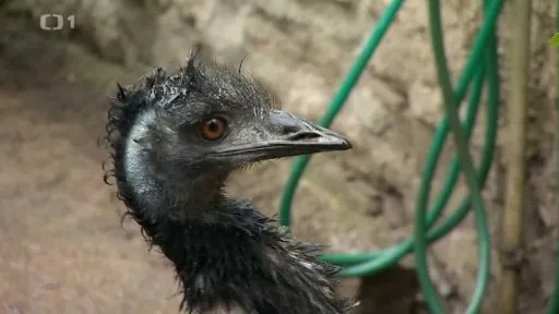Blízky záběr hlavy emua s tmavým peřím a oranžovým okem.