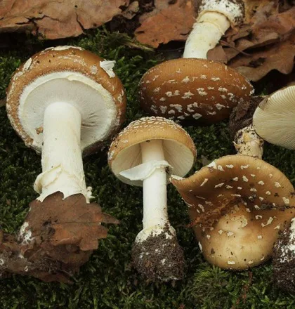 Skupina jedovatých hub Amanita muscaria rostoucích na mechu.