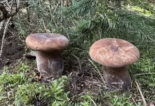 Dvě hnědé houby rostou mezi mechem pod jehličnatým stromem v lese.