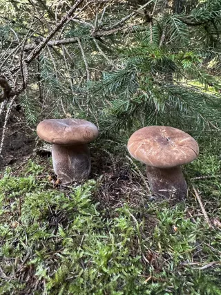 Dvě hnědé houby rostou mezi mechem pod jehličnatým stromem v lese.