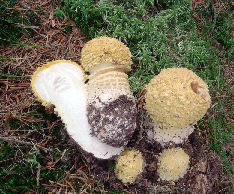 Žluté hřiby rostoucí v přírodě mezi mechem a jehličím.